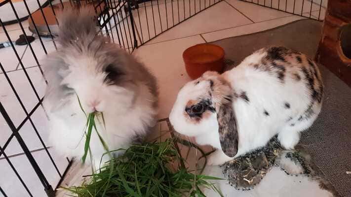 PAMPAM & LAPIN 2