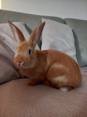 Alvin