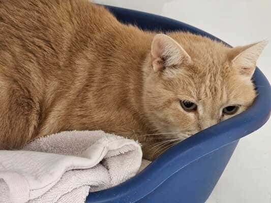Garfield