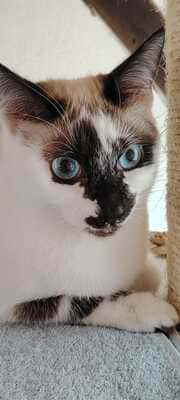 AMBRE 2