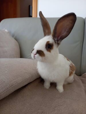 Lilou