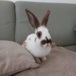 LILOU 21