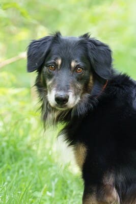 ROXY 2