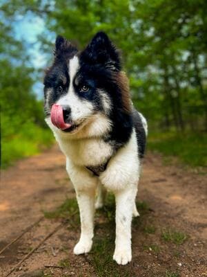 LOKI 2