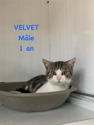 VELVET 2