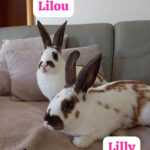 Lilou 12