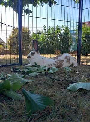 Lilou