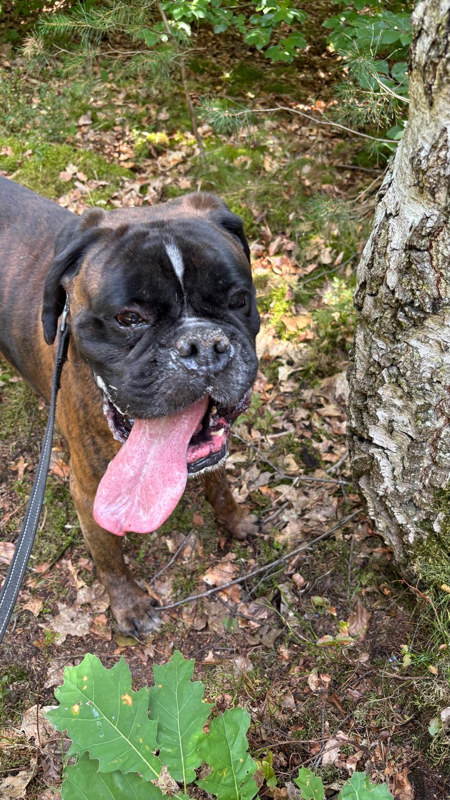 Oscar