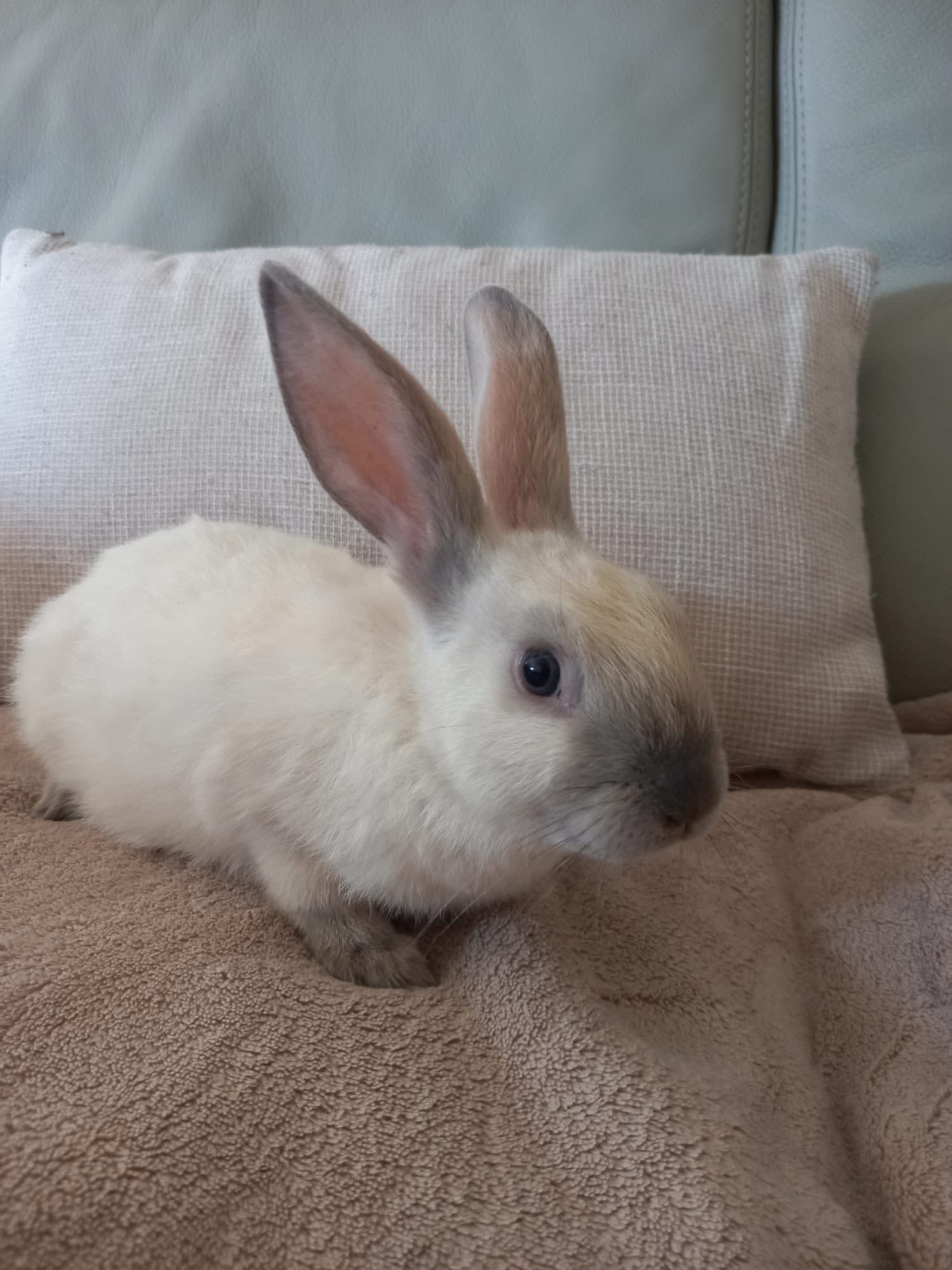 Milo, Choco et Coco 52