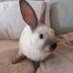 Milo, Choco et Coco 53